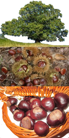 castañas