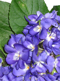 violetas